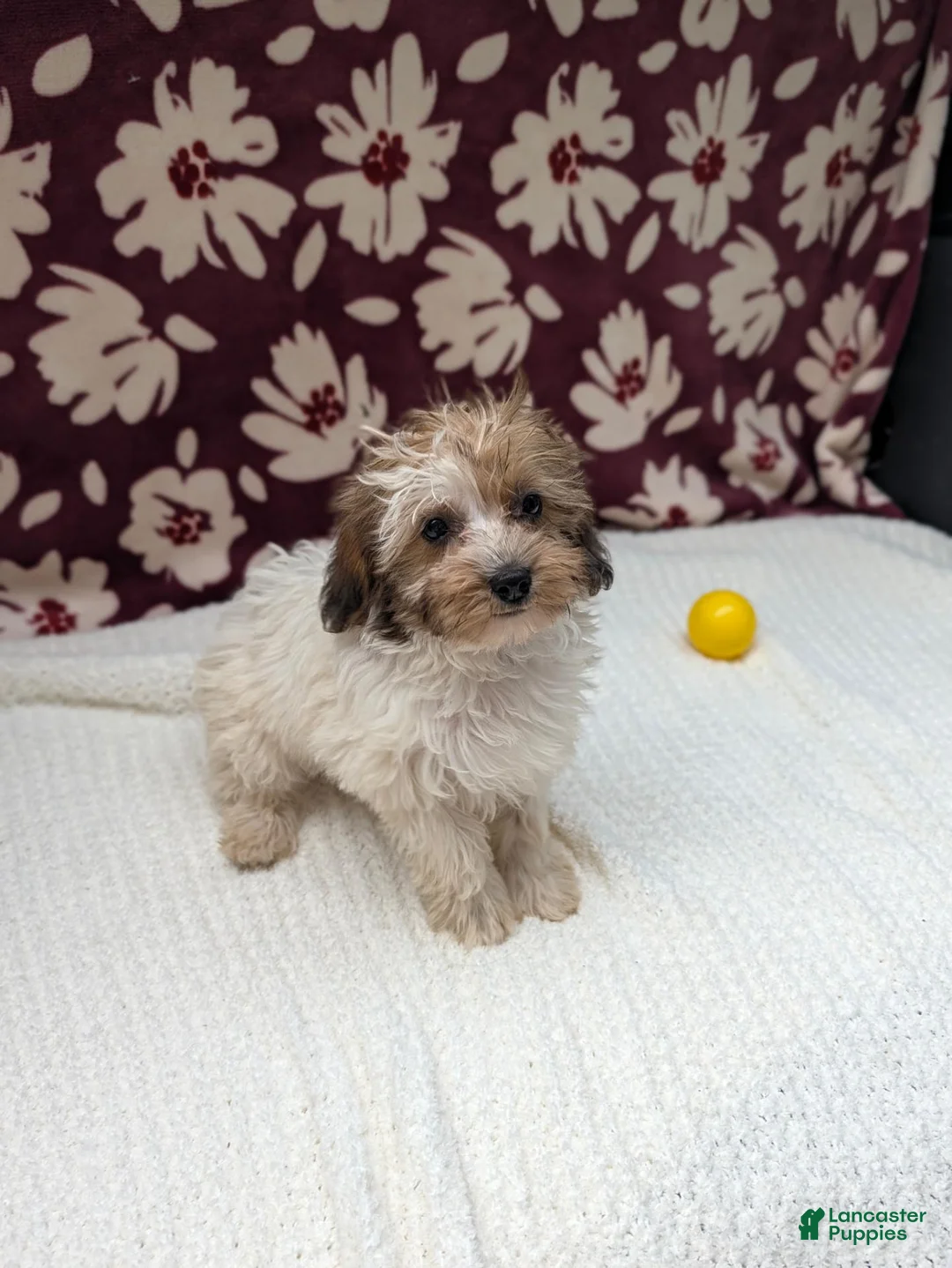 Havapoo dogs for sale: Fern  - Ad 2