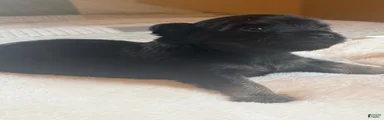 Chihuahua 2