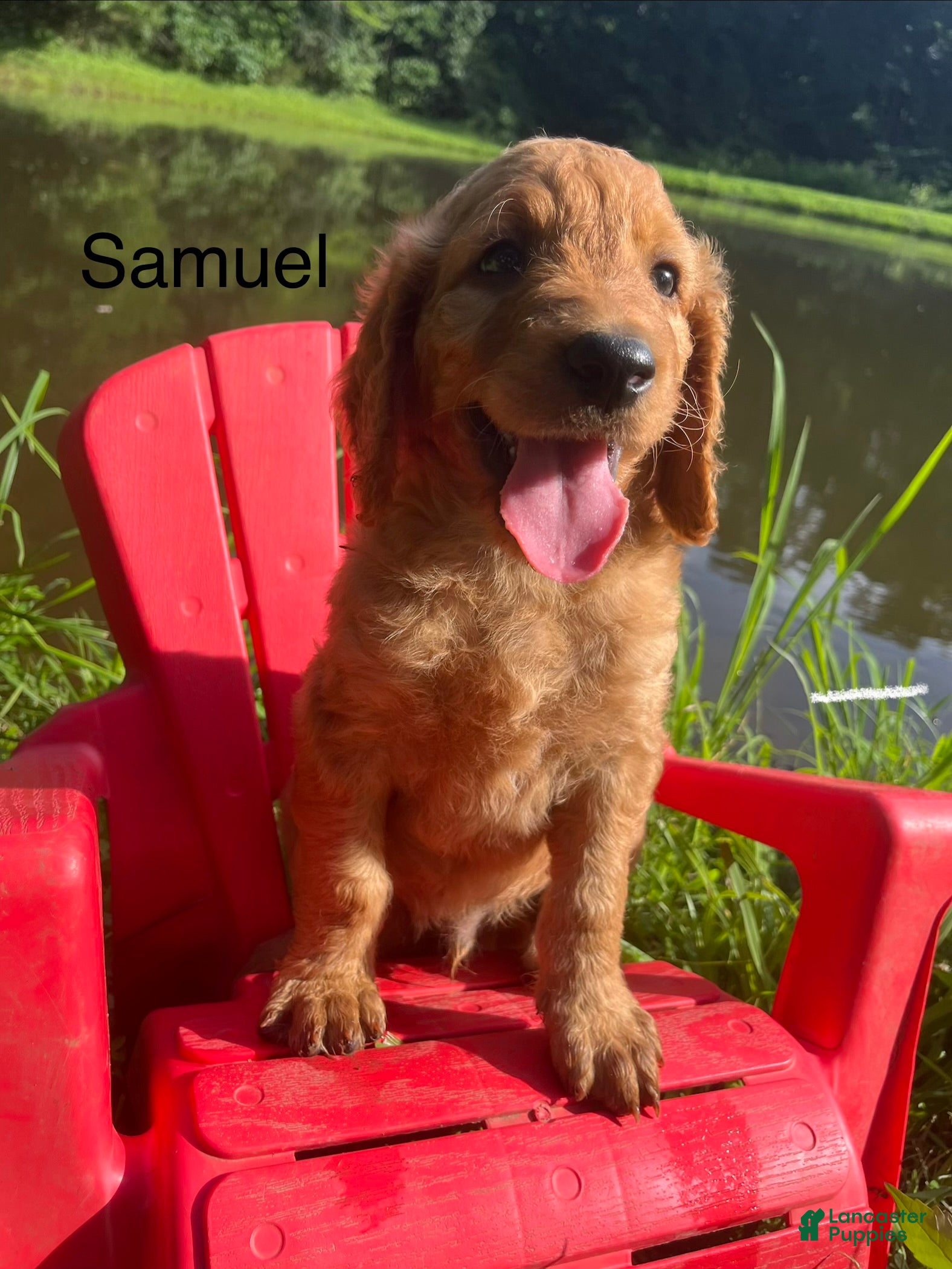 Goldendoodle dogs Samuel - Ad 2
