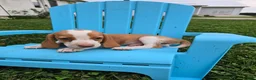 Beagle dogs for sale: Princess - Ad 3