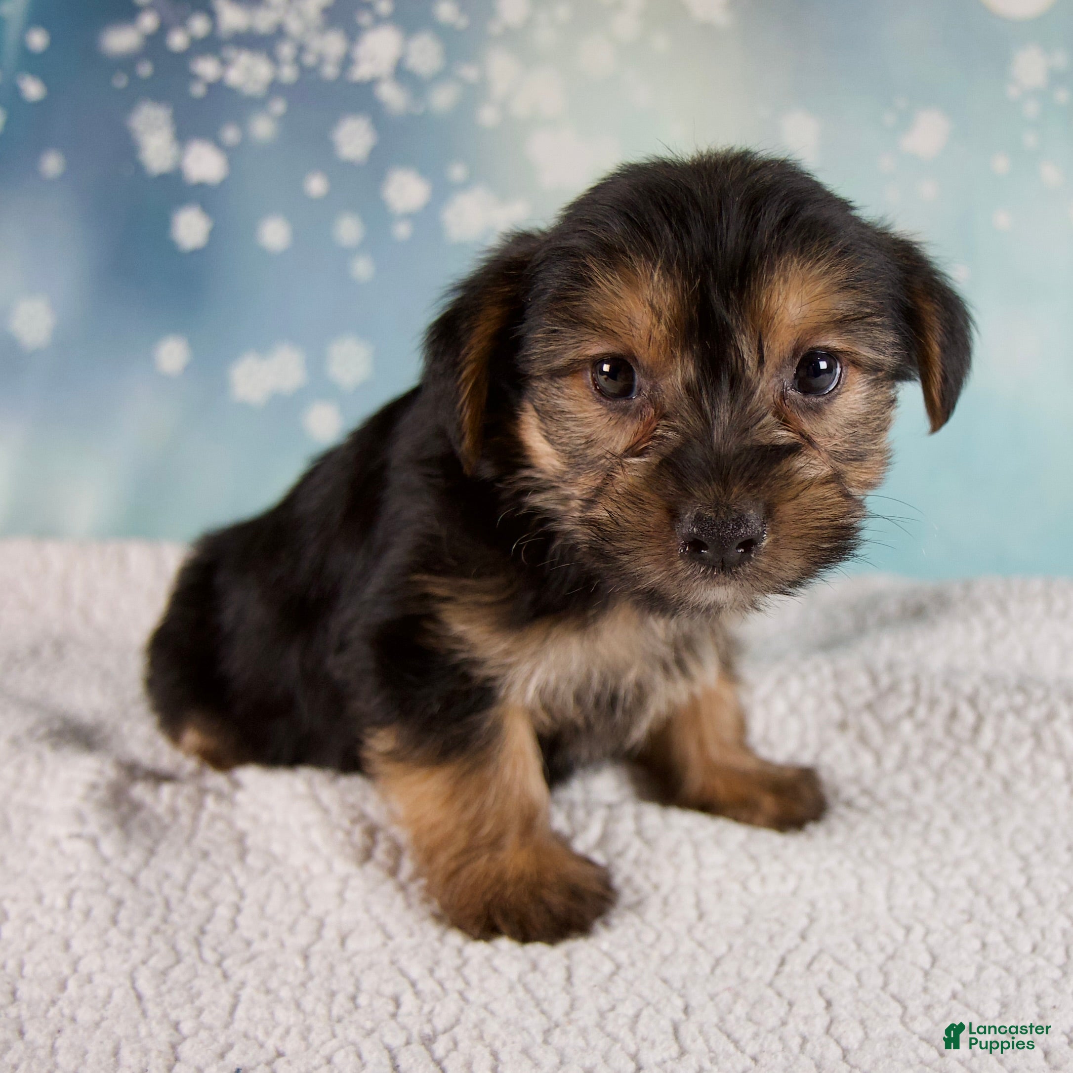 Morkie dogs Baxter - Ad 7