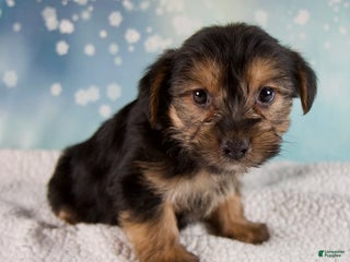 Morkie dogs Baxter - Ad 5