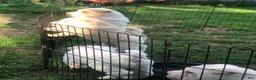 Shar Pei dogs for sale: Shar Pei Puppy 6 - Ad 22