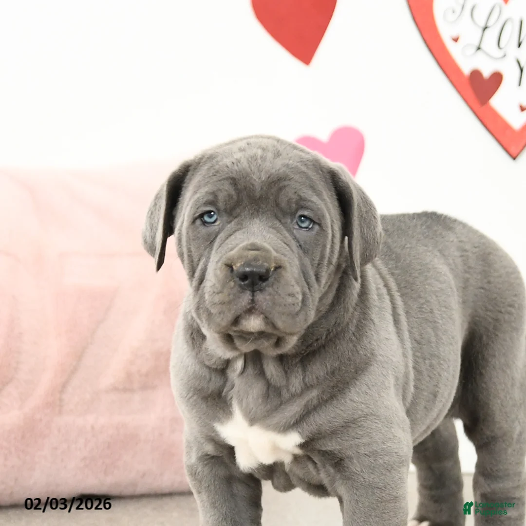Cane Corso dogs for sale: Clover - Ad 4