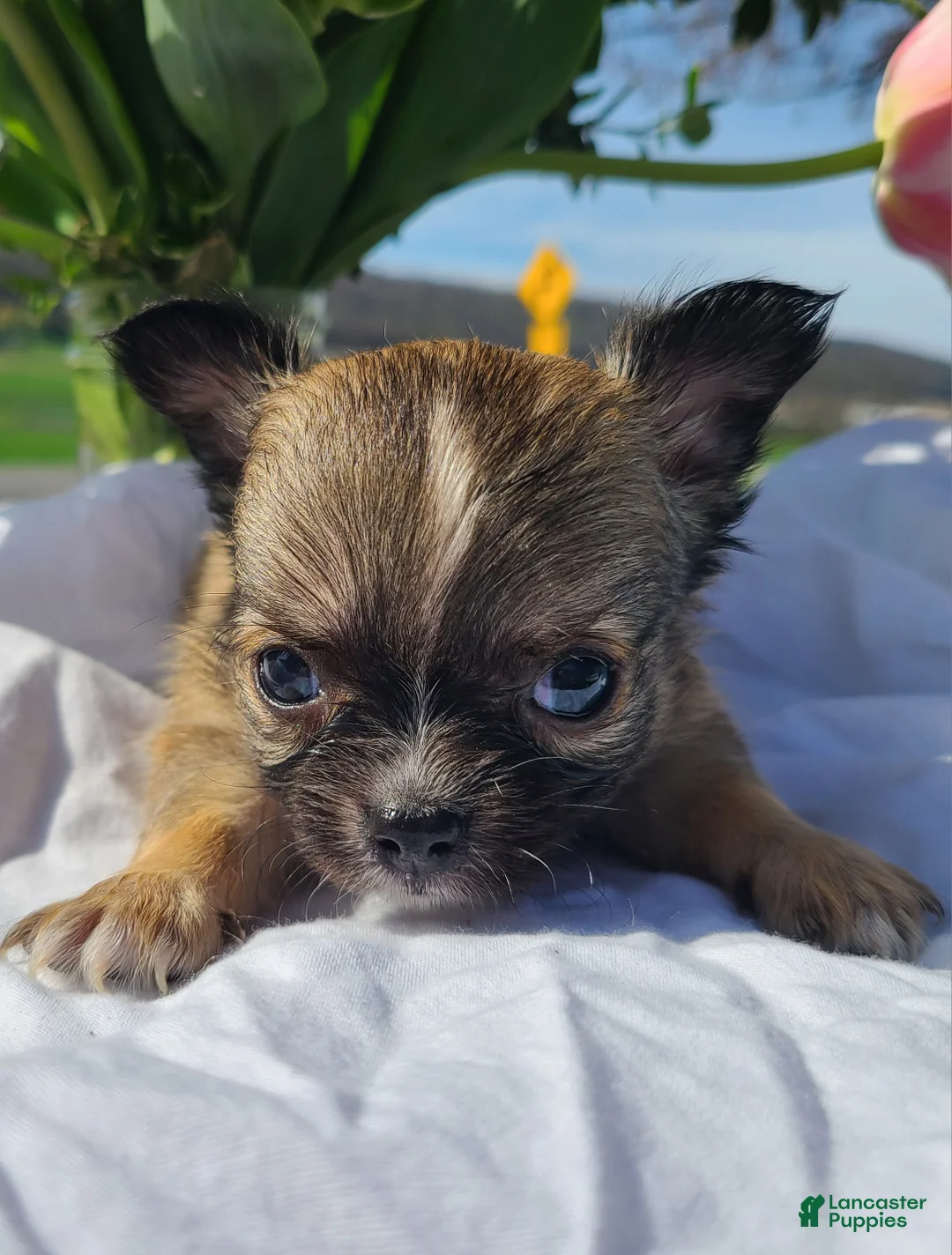 Chihuahua dogs for sale: Howie - Ad 1