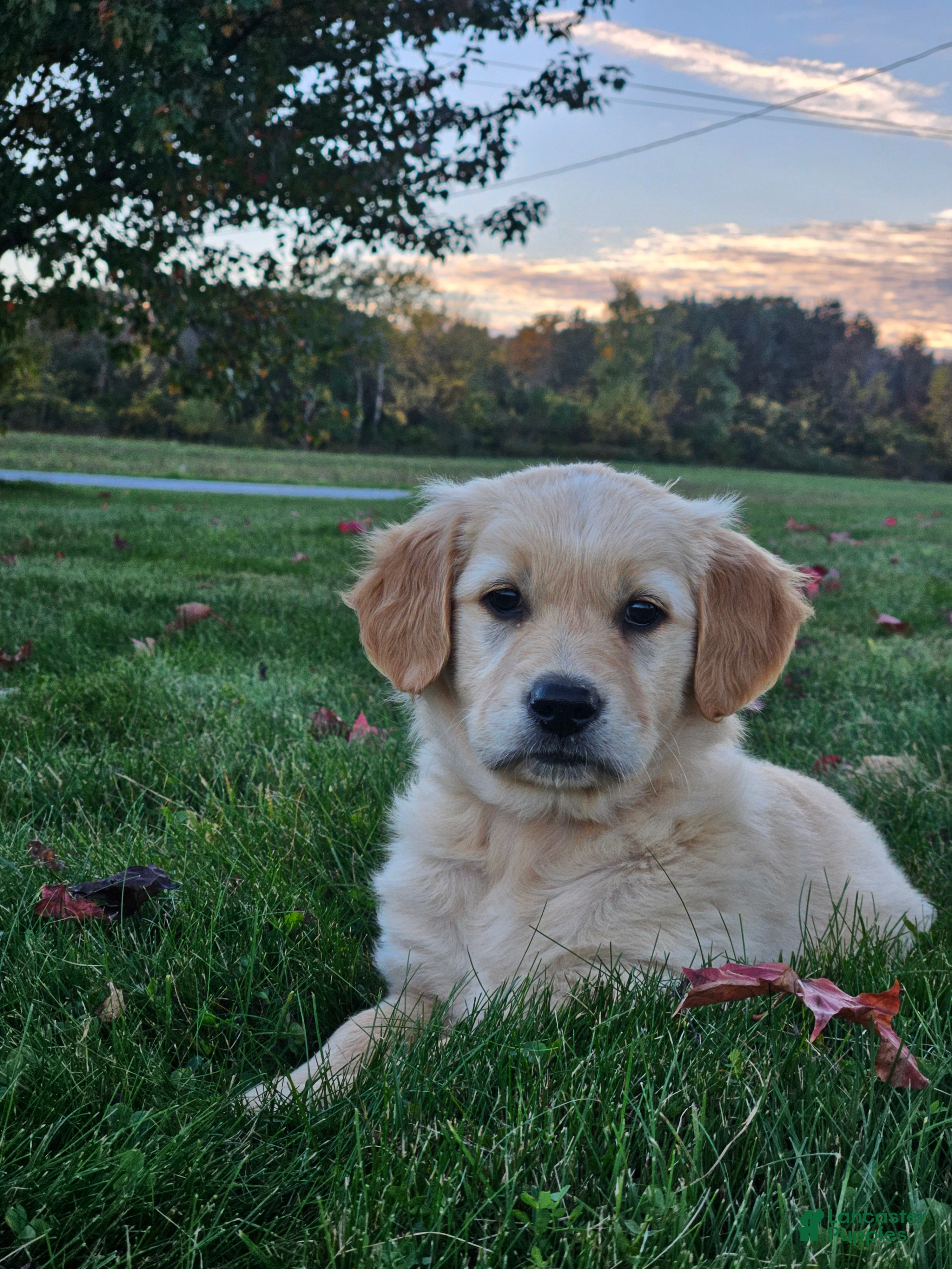 Golden Retriever dogs Willow - Ad 1