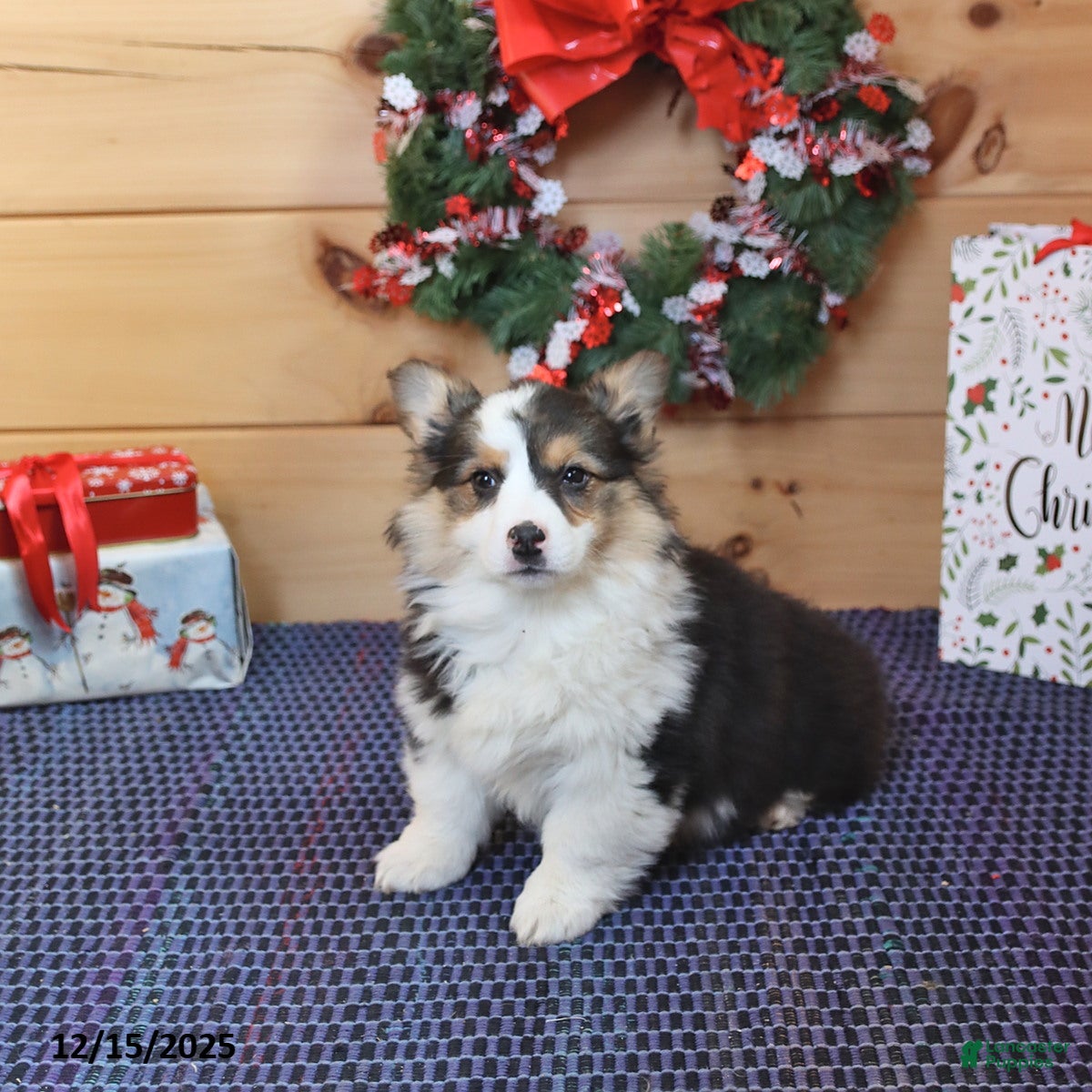 Welsh Corgi Pembroke dogs Hazel - Ad 19