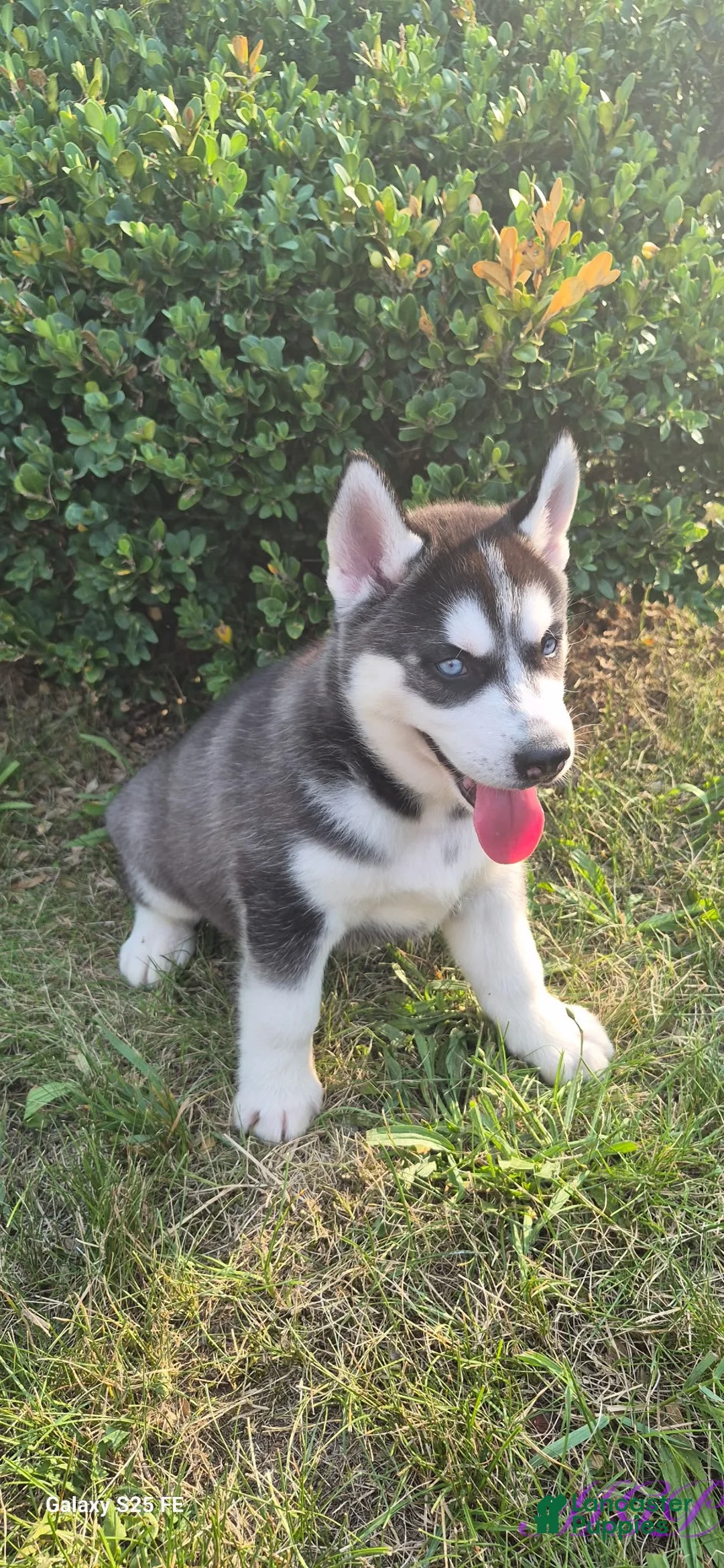 Siberian Husky dogs for sale: Spencer - Ad 1