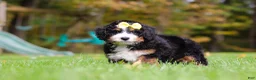 Mini Bernedoodle dogs for sale: Taylor - Ad 3