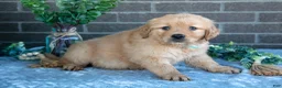 Golden Retriever dogs for sale: Pibby - Ad 3