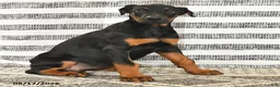 Doberman Pinscher dogs for sale: Dolly - Ad 3