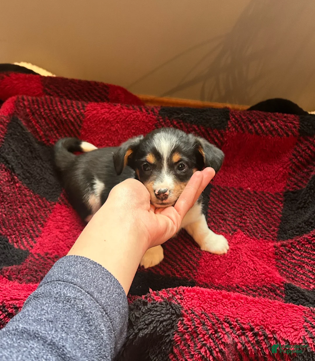 Mixed Breed dogs for sale: Mixed Breed Puppy 1 - Ad 2