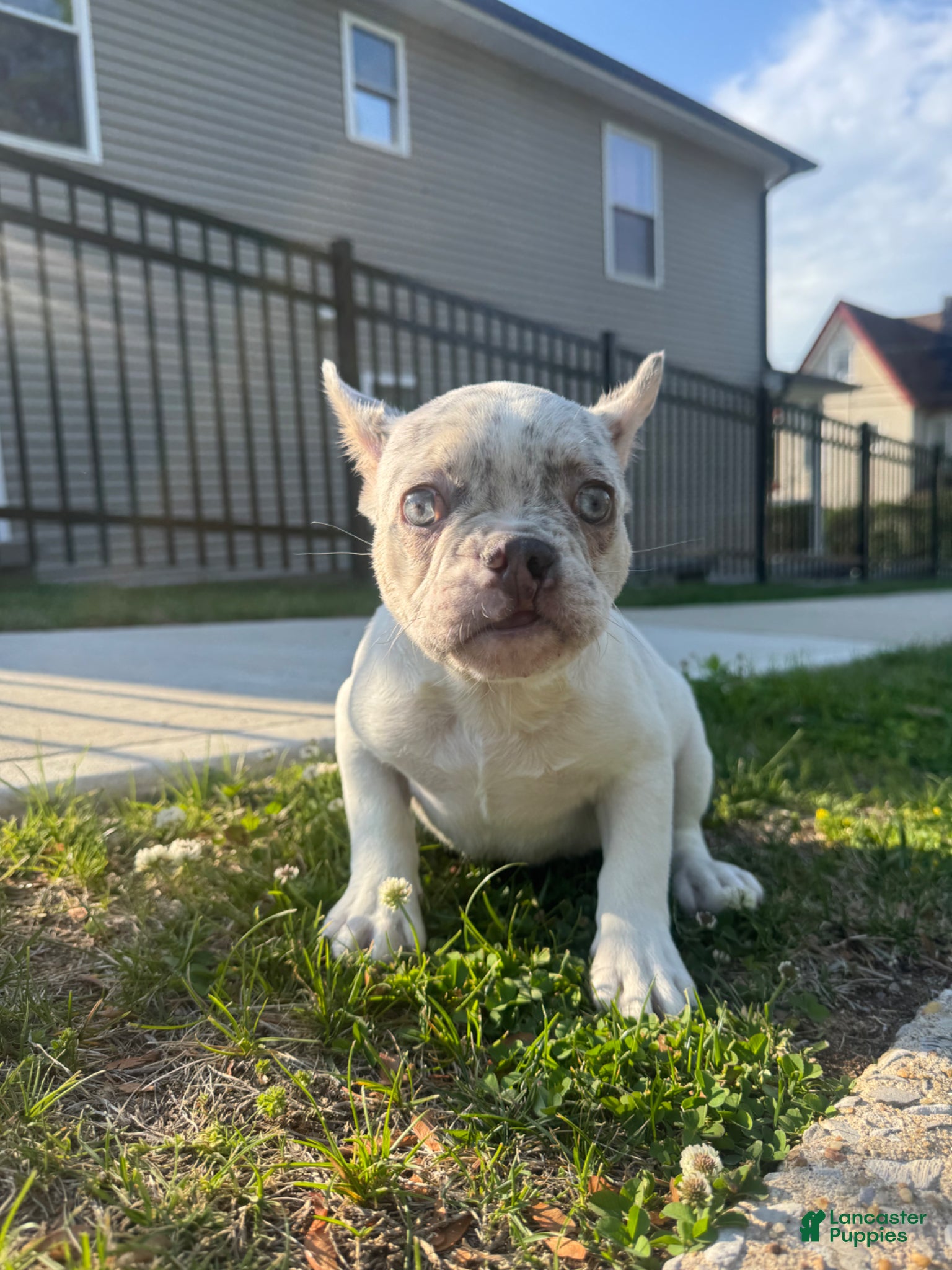 French Bulldog dogs Wolfy - Ad 2