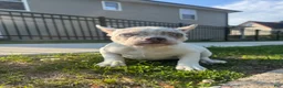 French Bulldog dogs for sale: French Bulldog Puppy 1 - Ad 3