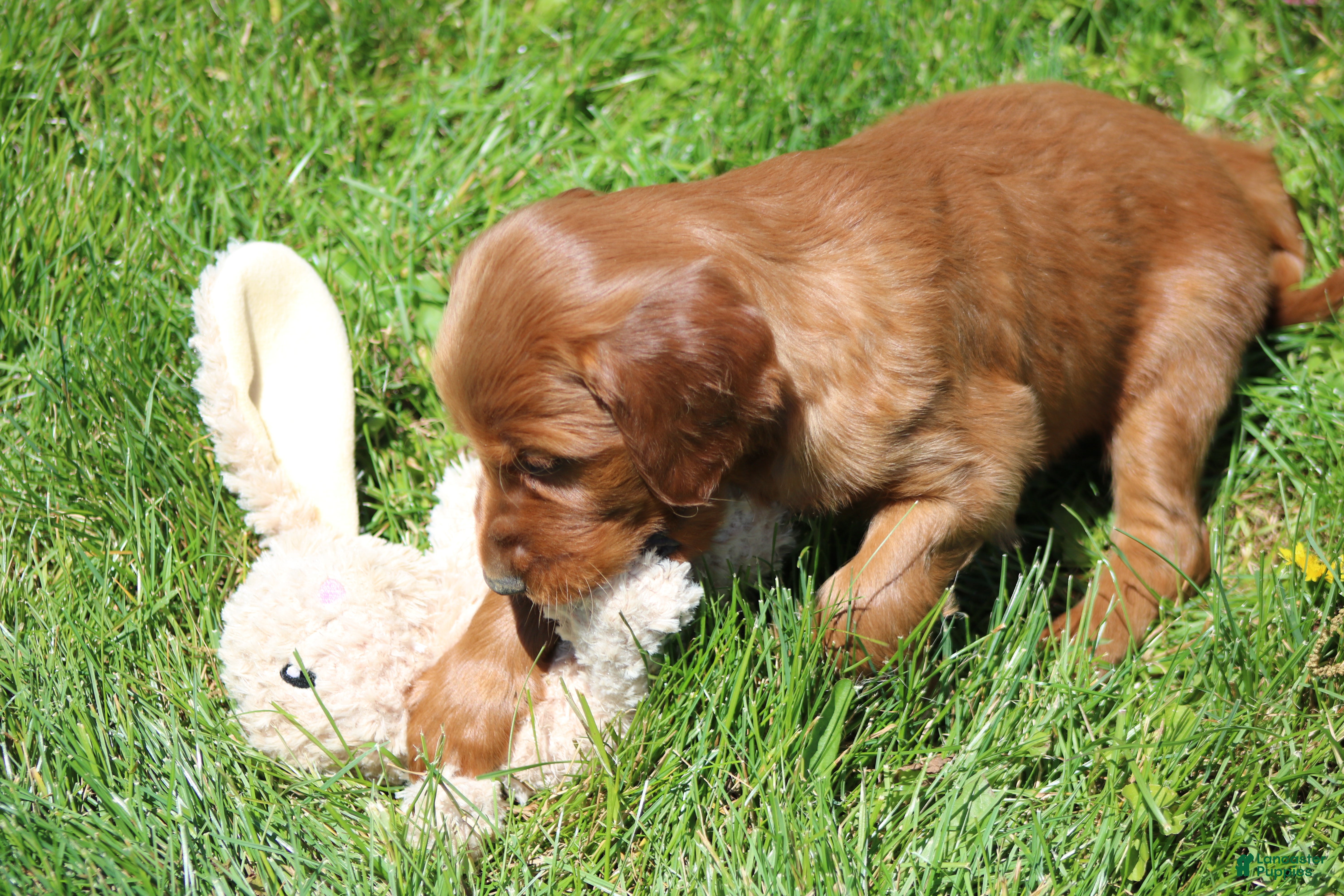 Irish Setter dogs for sale: Leo - Ad 7