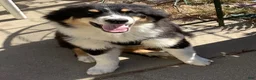 Australian Shepherd dogs for sale: Australian Shepherd 1 - Ad 6