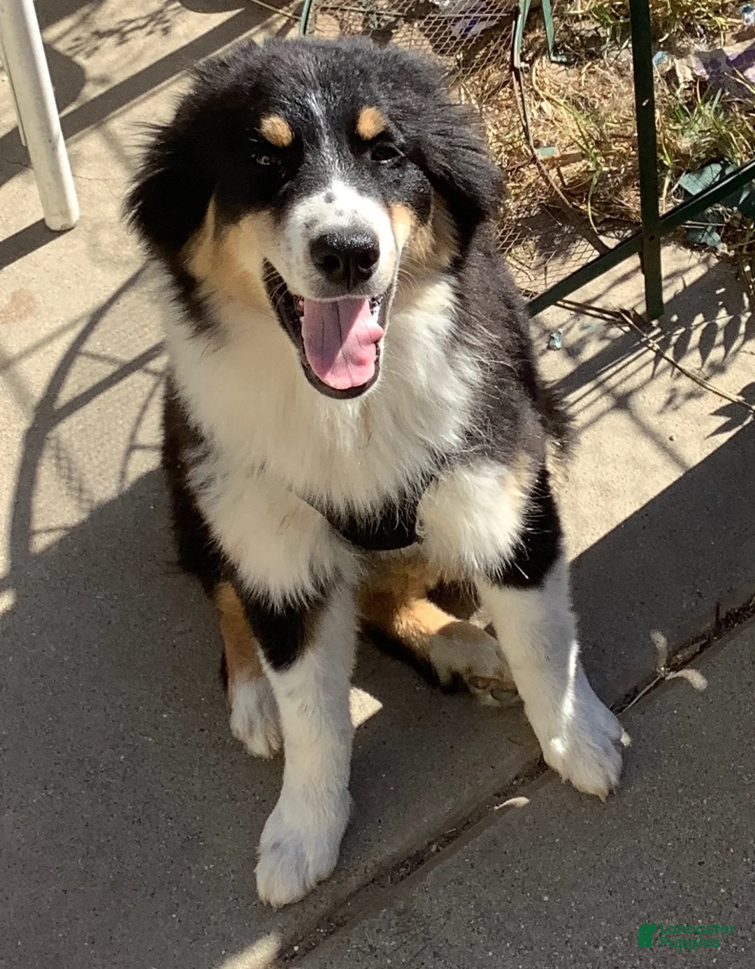 Australian Shepherd dogs for sale: Australian Shepherd 1 - Ad 6