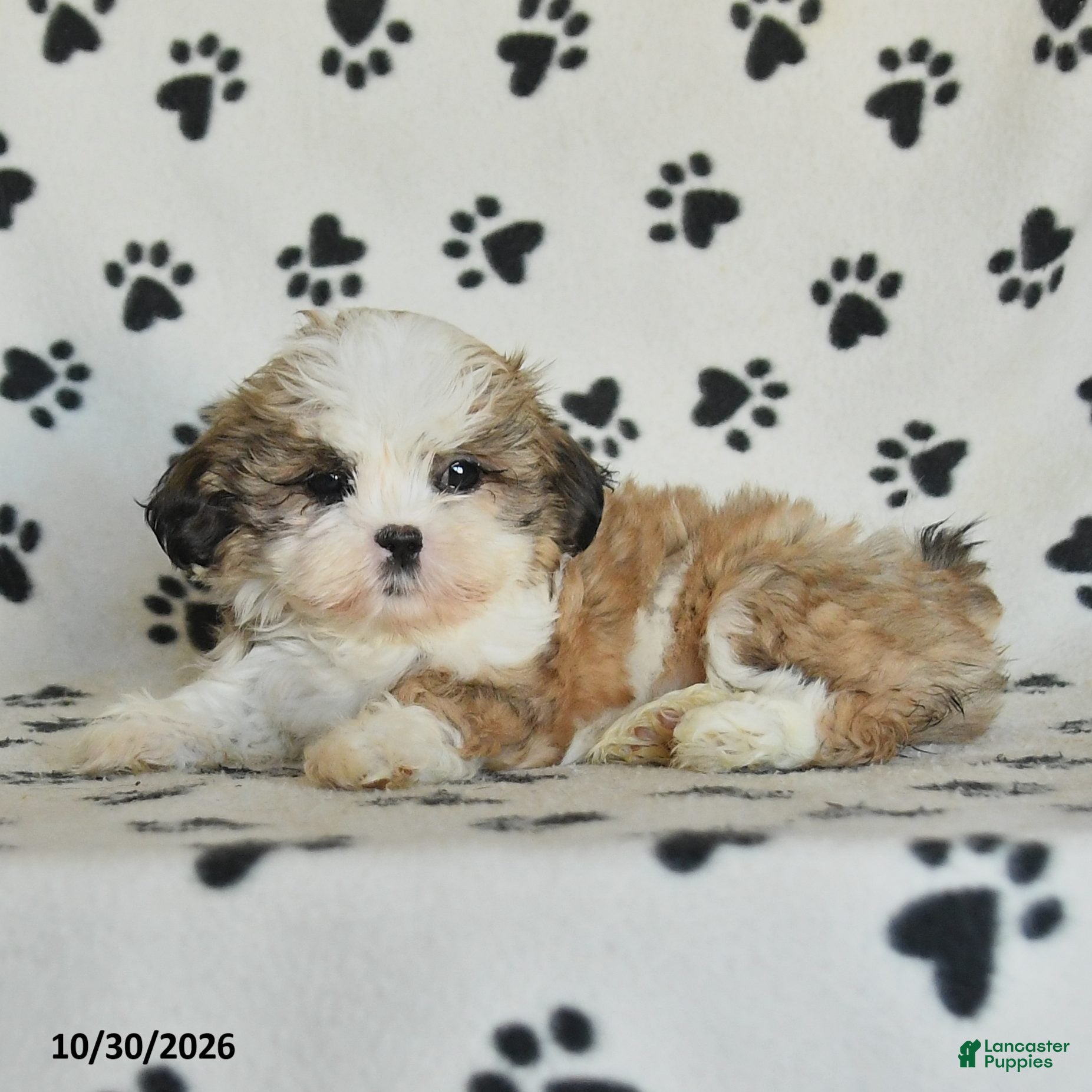 Shih Tzu dogs for sale: Princess - Ad 2