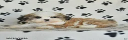 Shih Tzu dogs for sale: Princess - Ad 2