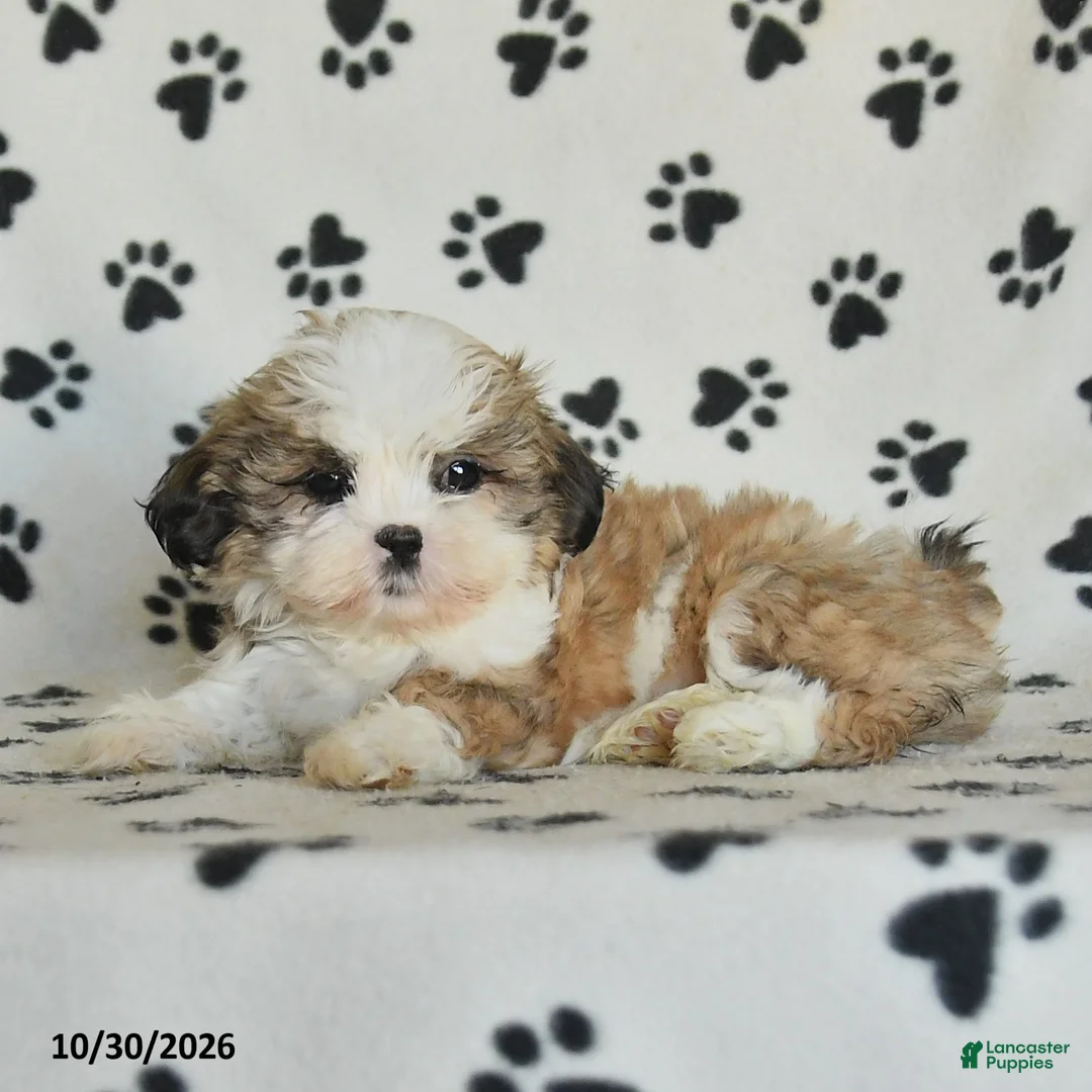 Shih Tzu dogs for sale: Princess - Ad 2