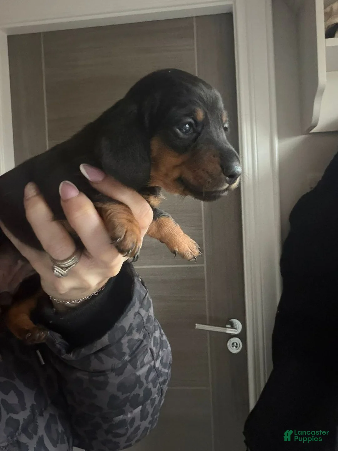 Miniature Dachshund dogs for sale: Miniature Dachshund Puppy 3 - Ad 1