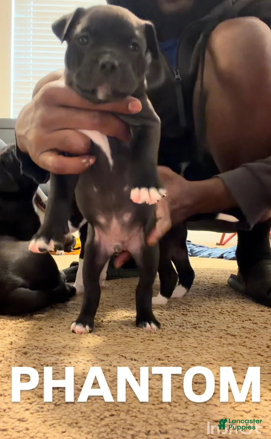 Mixed Breed dogs for sale: Mixed Breed Puppy 4 - Ad 1