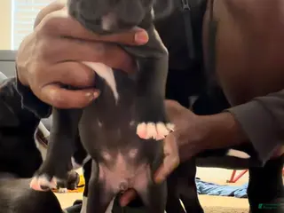 Mixed Breed dogs Mixed Breed Puppy 4 - Ad 5