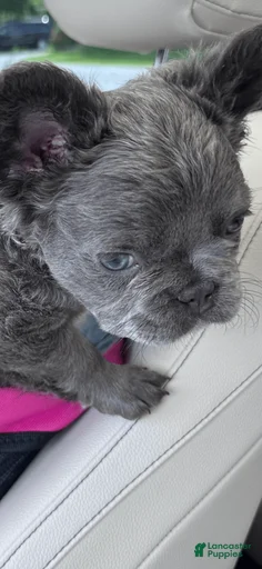 Gallery Image {{count}}