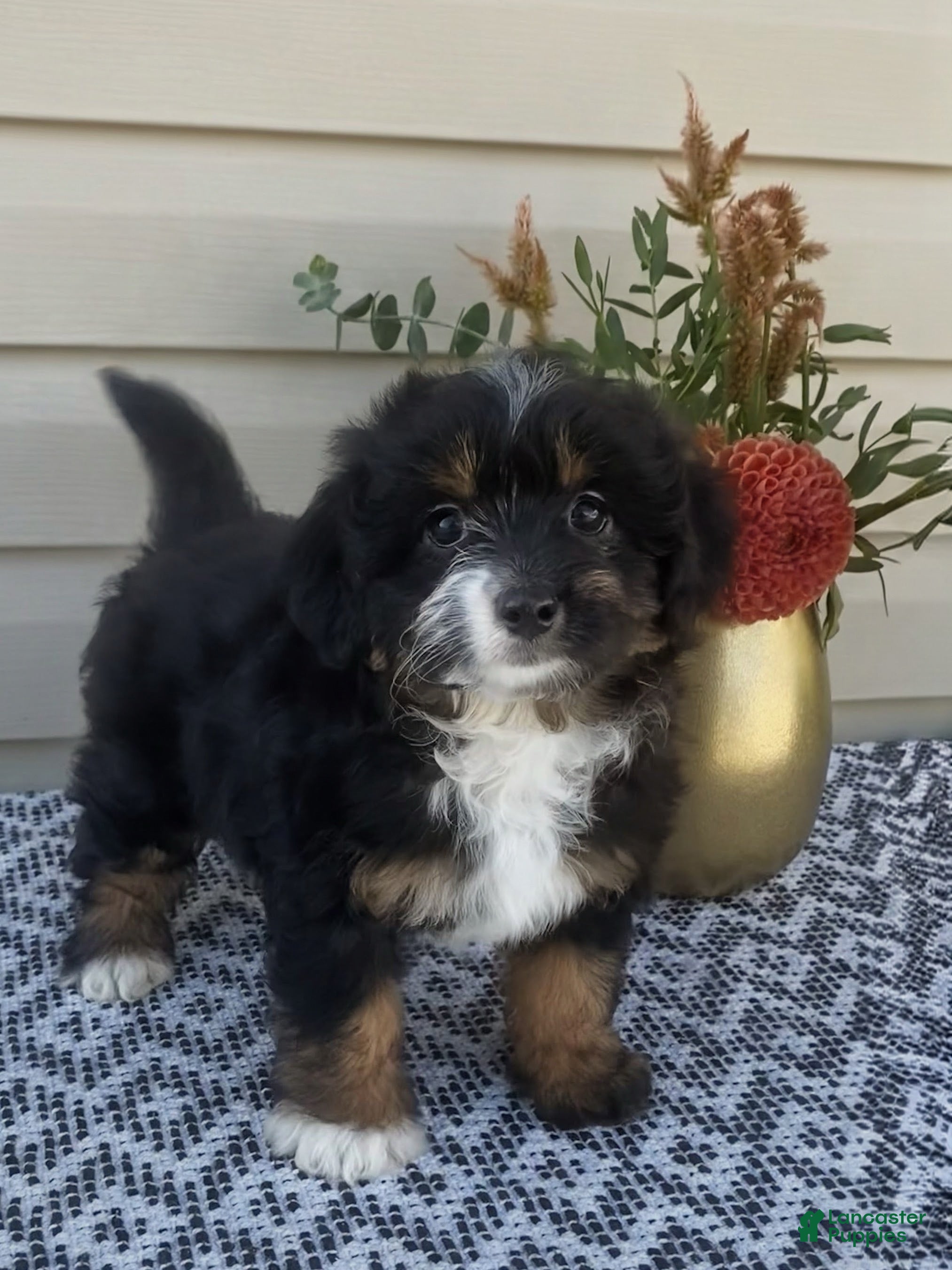 Mini Aussiedoodle dogs Remi - Ad 1