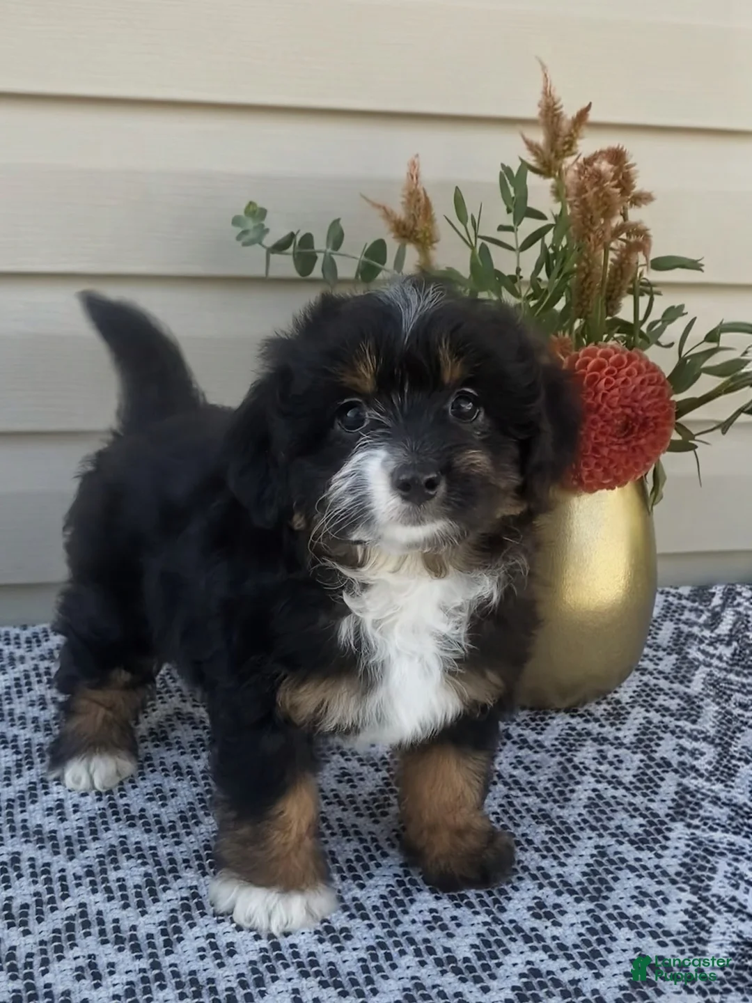 Mini Aussiedoodle dogs for sale: Remi - Ad 1