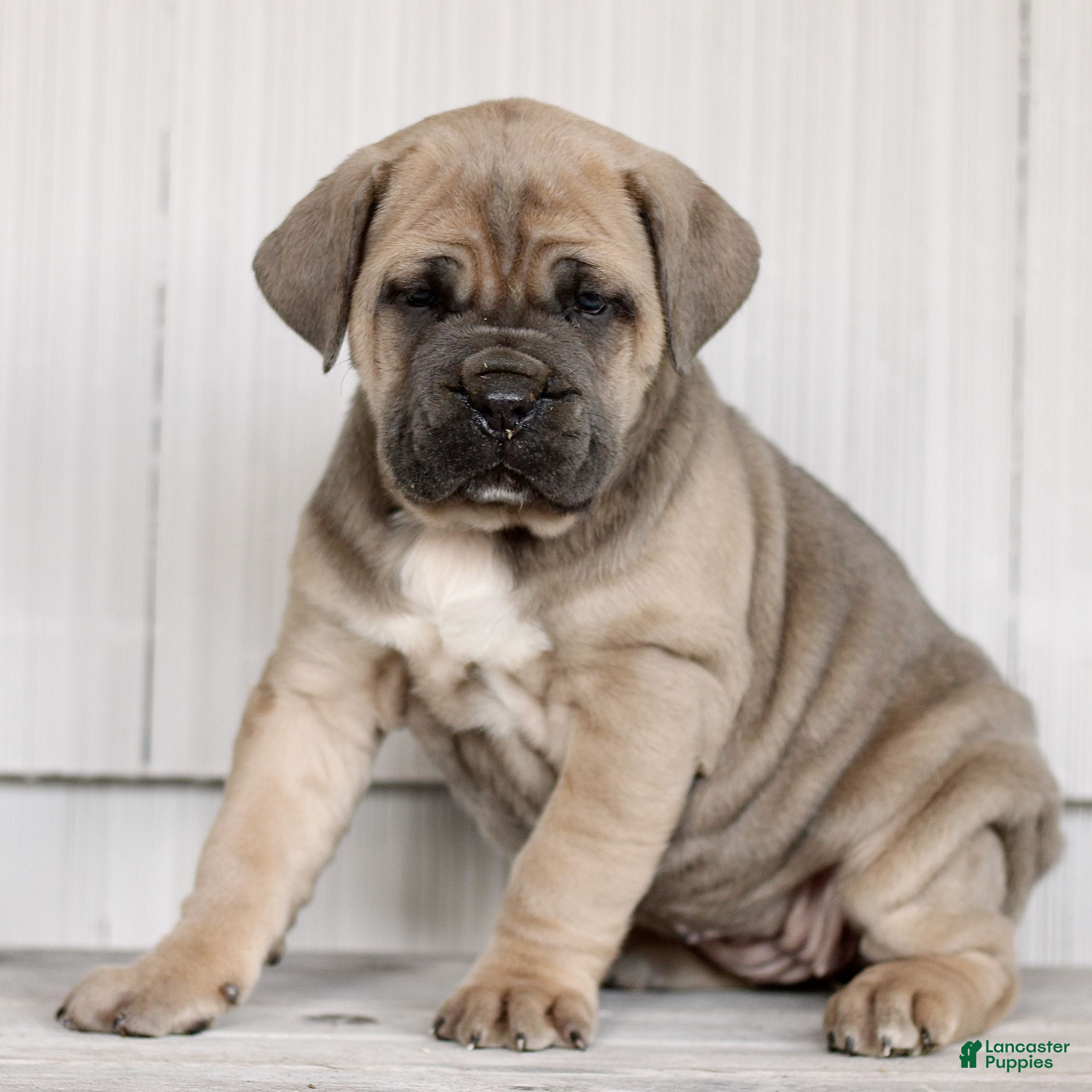 Cane Corso dogs Nala  - Ad 1