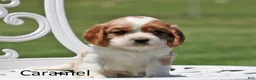 Cockalier dogs for sale: Caramel - Ad 2