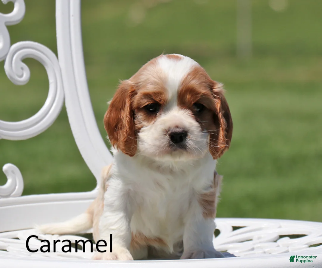 Cockalier dogs for sale: Caramel - Ad 2