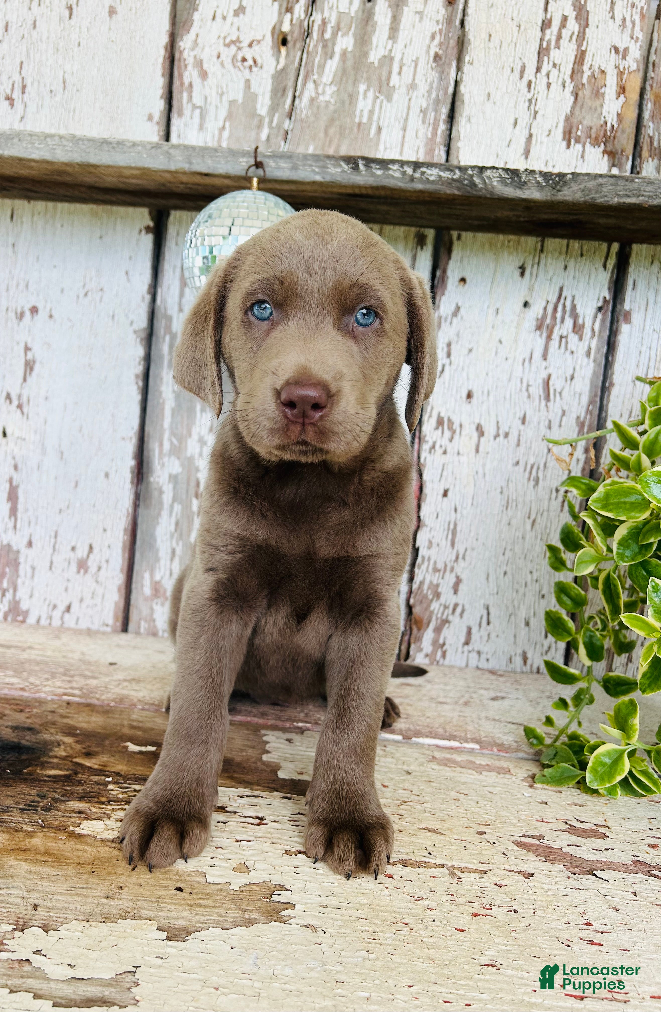 Labrador Retriever dogs Aspen  - Ad 2