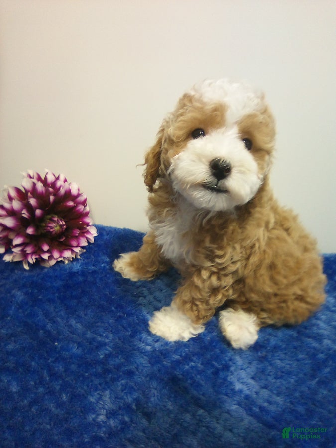 Toy Poodle dogs Donny - Ad 1