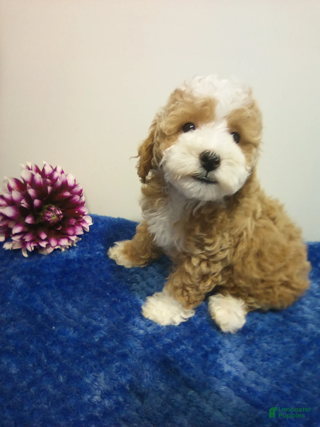Toy Poodle dogs for sale: Donny - Ad 1