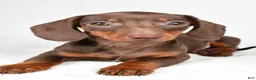 Dachshund dogs for sale: Callie - Ad 6