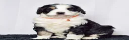 Bernedoodle dogs for sale: Mr. Sammy - Ad 4