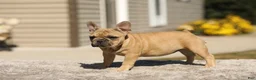 French Bulldog dogs for sale: Ocean – Fawn - Ad 9