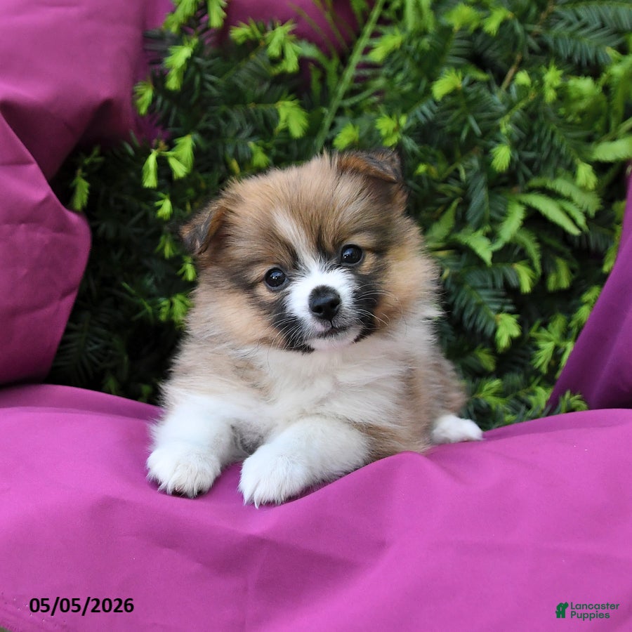 Pomeranian dogs for sale: Lucky - Ad 2