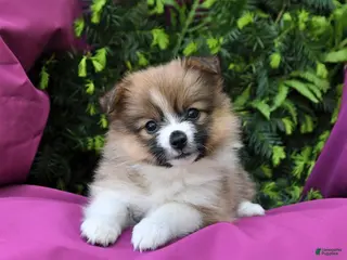 Pomeranian dogs for sale: Lucky - Ad 2