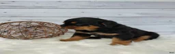 Rottweiler dogs for sale: Tyson - Ad 4