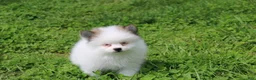 Pomeranian dogs for sale: Cora - Ad 8