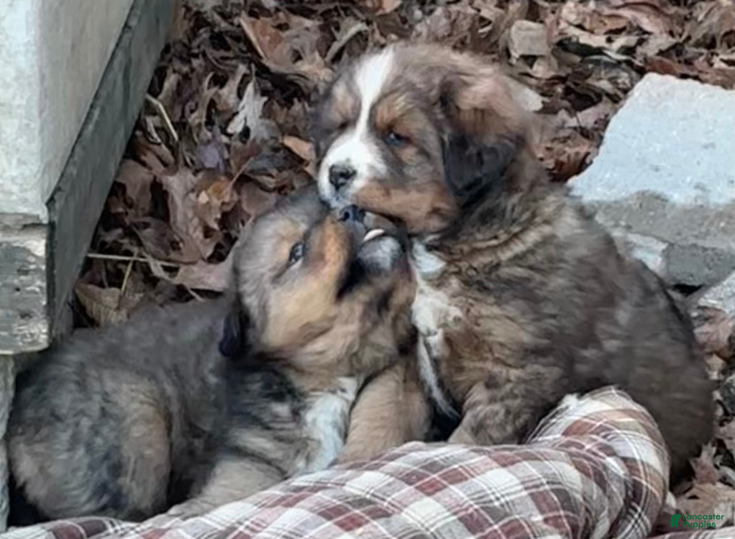 Mixed Breed dogs Tibetan Mastiff/Bernese Mountain Dog Male 1 - Ad 6