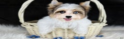 Yorkshire Terrier dogs for sale: Stuart 2 blue eyes  - Ad 2