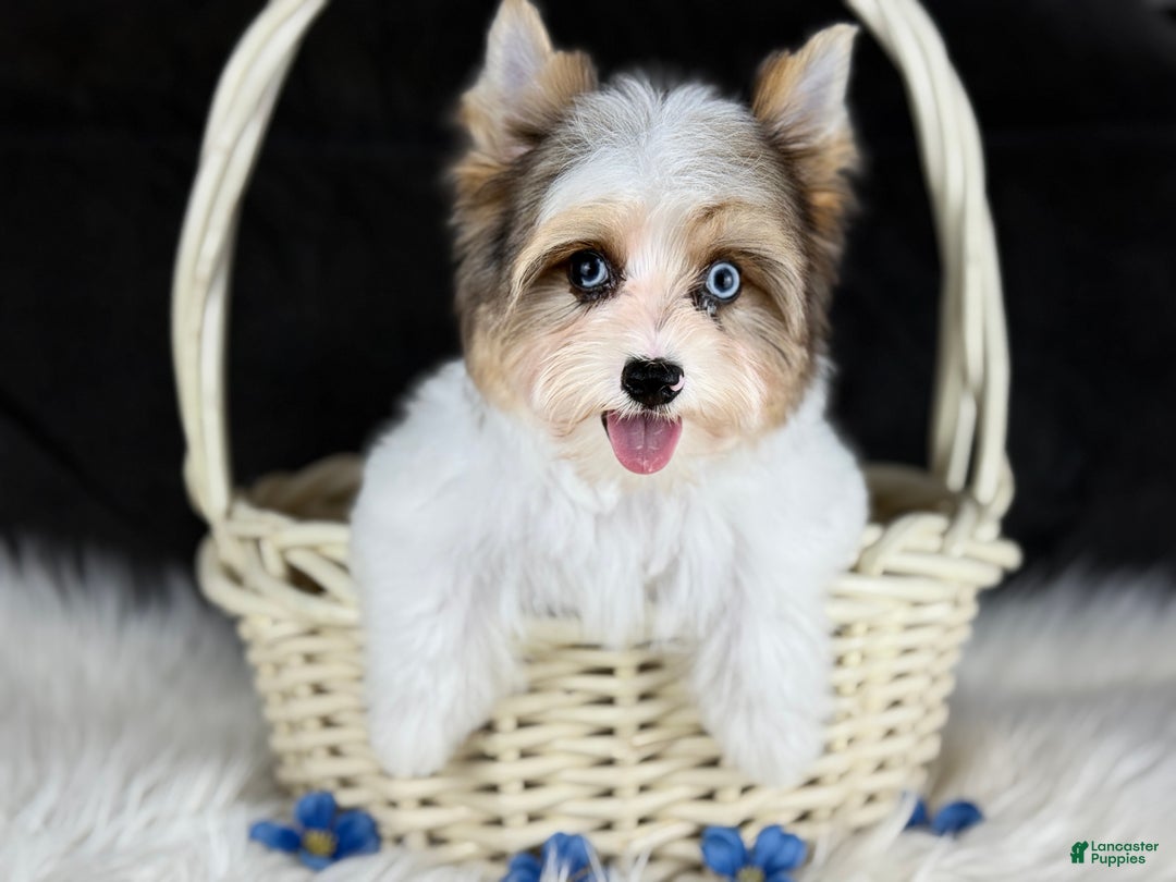Yorkshire Terrier dogs for sale: Stuart 2 blue eyes  - Ad 2