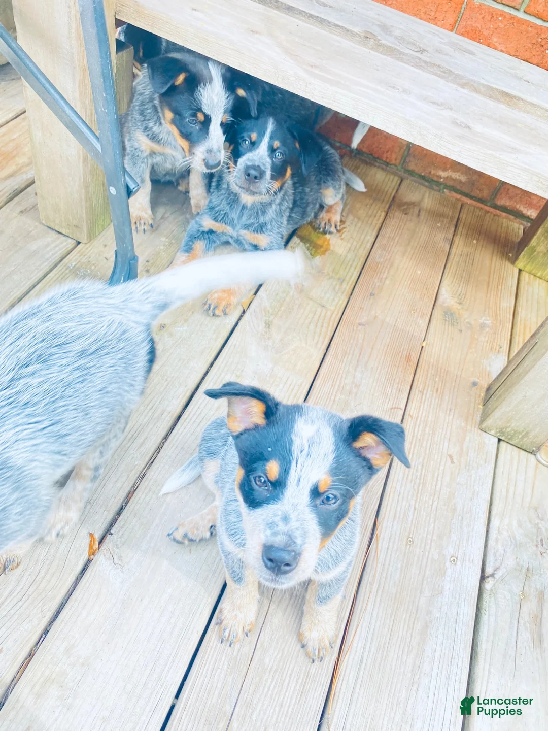 Australian Cattle Dog dogs for sale: Bella - Ad 2