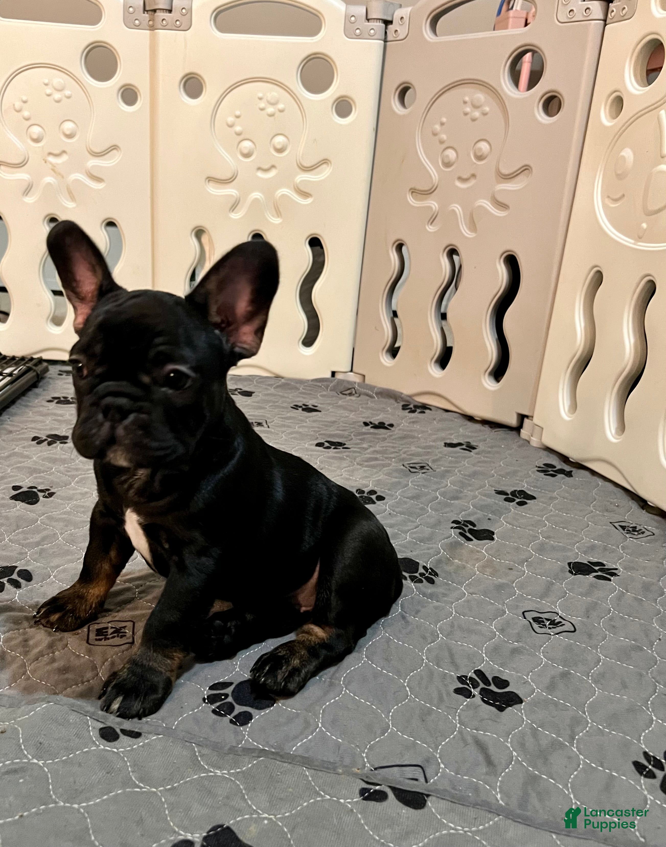 French Bulldog dogs Sesame - Ad 2