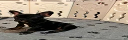 French Bulldog dogs for sale: Sesame - Ad 3