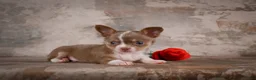 Chihuahua dogs for sale: Eli - Ad 11